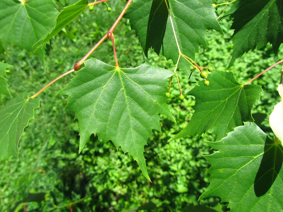 Tilia mongolica