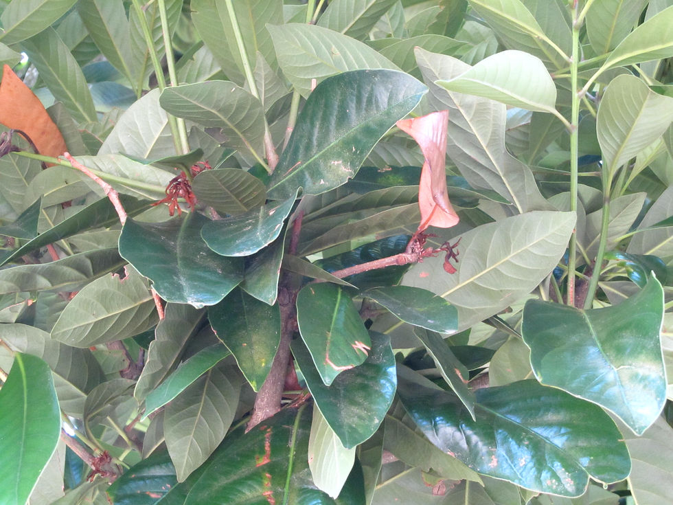 Lithocarpus edulis