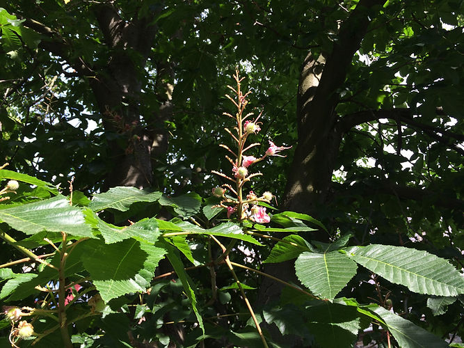 IMG_2203 (Populus tremuloides).jpg