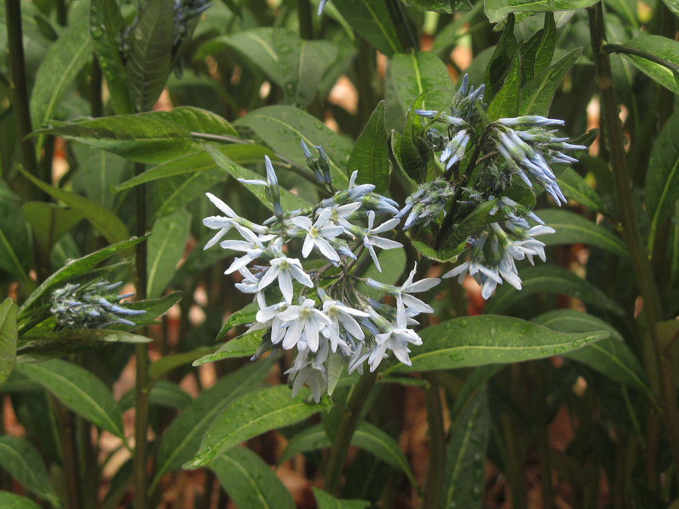Amsonia rigida