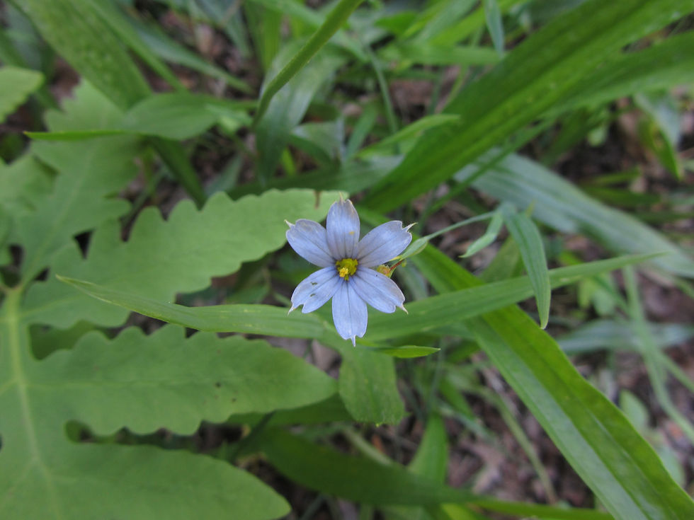Sisyrinchium angustifolium