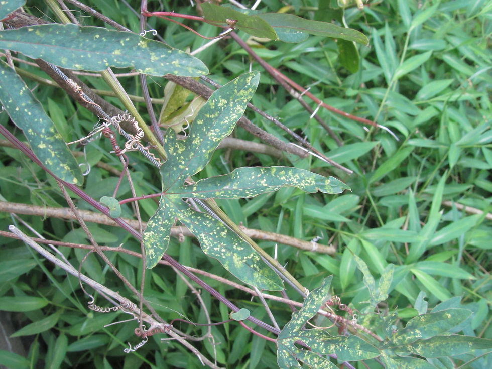 Passiflora caerulea