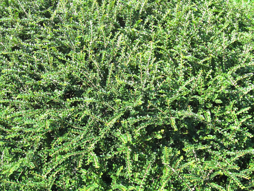 Cotoneaster adpressus