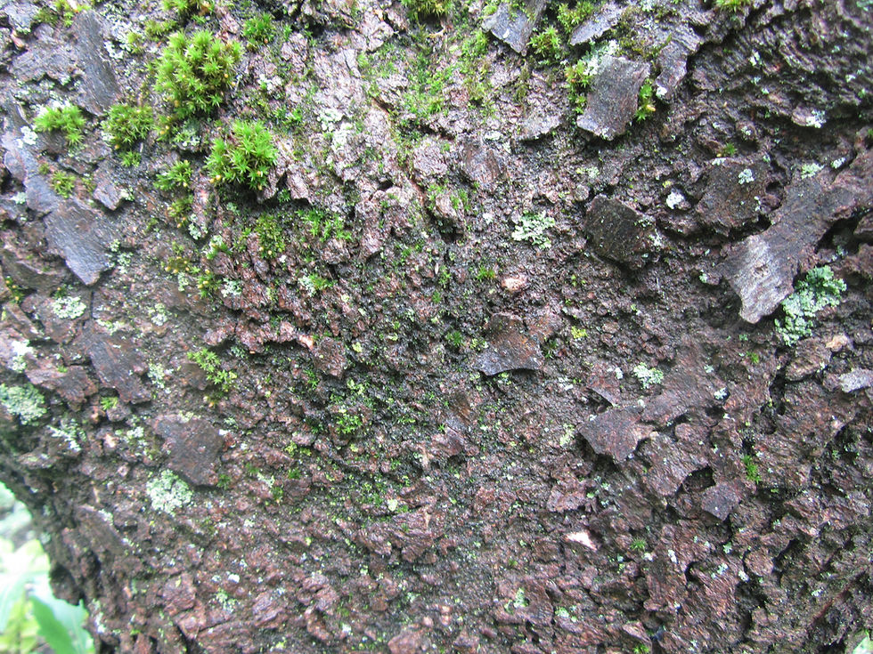 Celtis reticulata