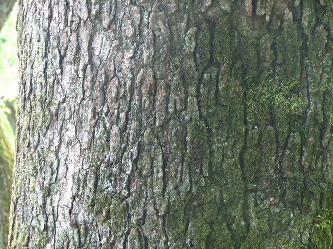 IMG_2203 (Populus tremuloides).jpg