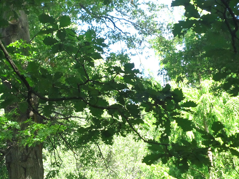 Quercus x saulii