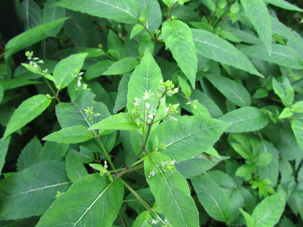 Circaea mollis