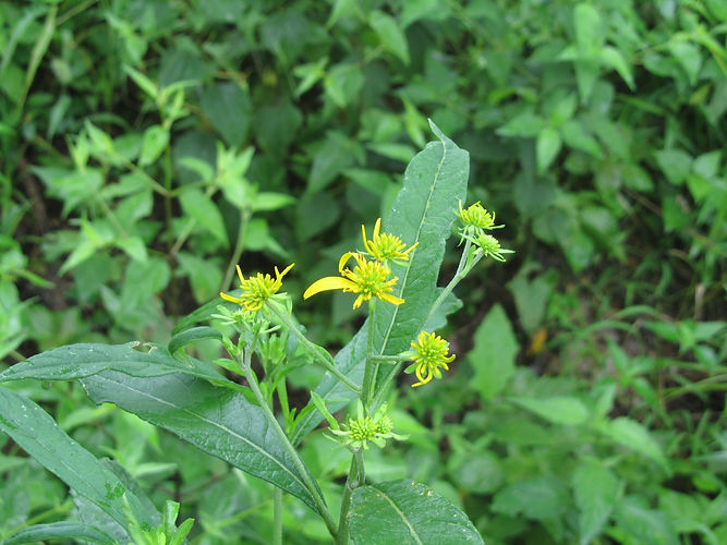 IMG_2203 (Populus tremuloides).jpg