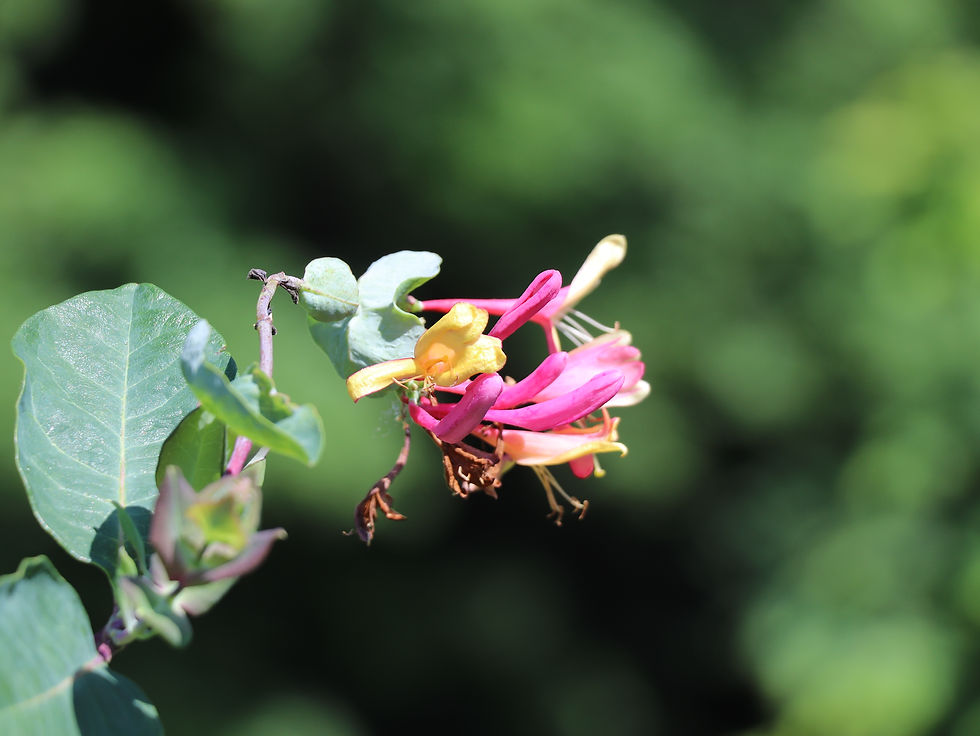 Lonicera x heckrottii