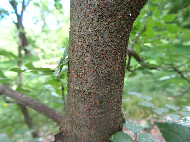 IMG_2203 (Populus tremuloides).jpg