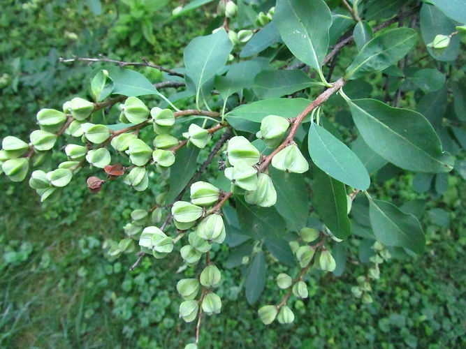 IMG_2203 (Populus tremuloides).jpg