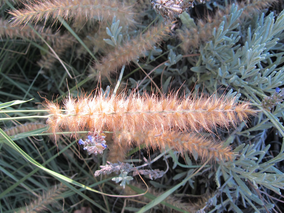Cenchrus orientalis 'Karly Rose'