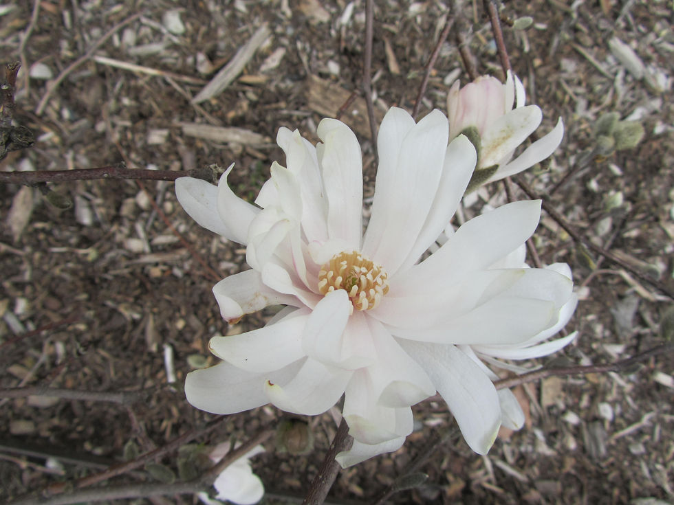 Magnolia stellata 'Centennial
