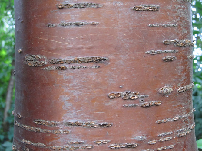 IMG_2203 (Populus tremuloides).jpg