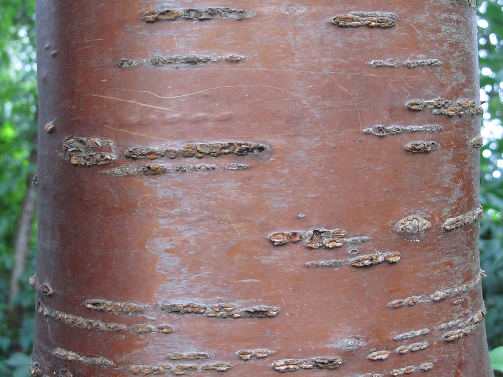 Prunus maackii