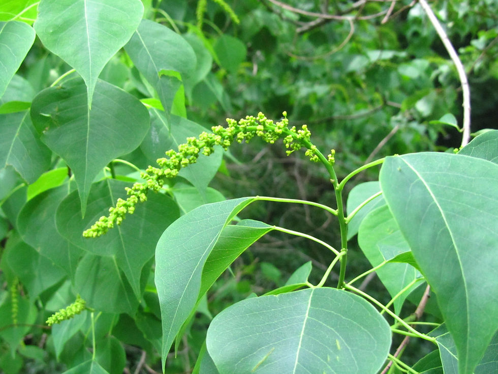 Triadica sebifera