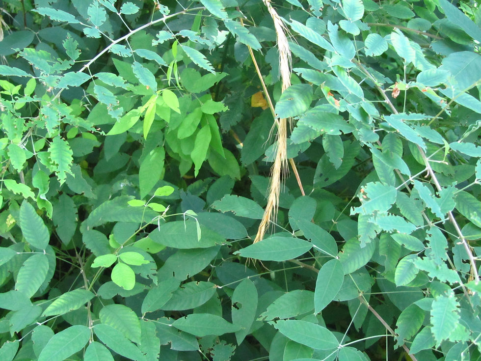 Lespedeza thunbergii