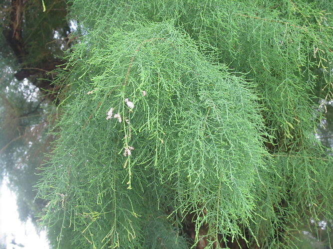 IMG_2203 (Populus tremuloides).jpg