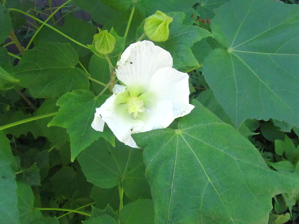 Hibiscus mutabilis