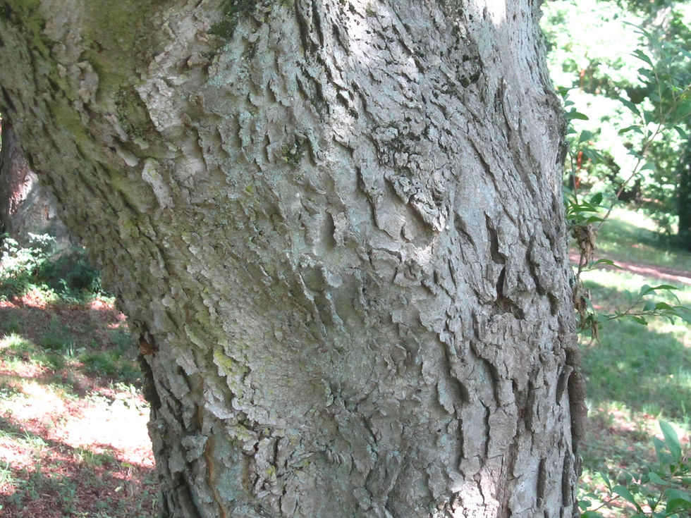 Celtis reticulata