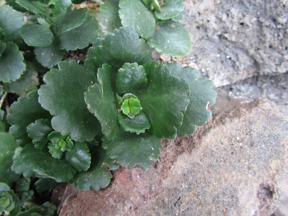 Kalanchoe blossfeldiana