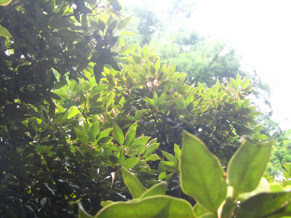 Neolitsea sericea