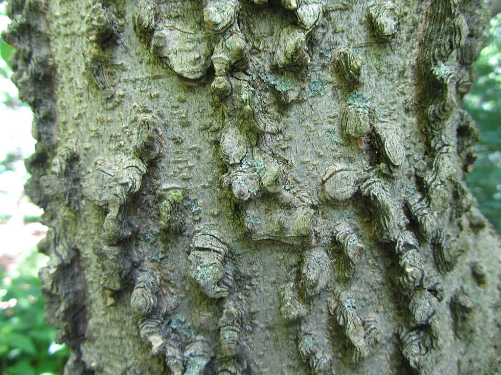 Celtis tournefortii