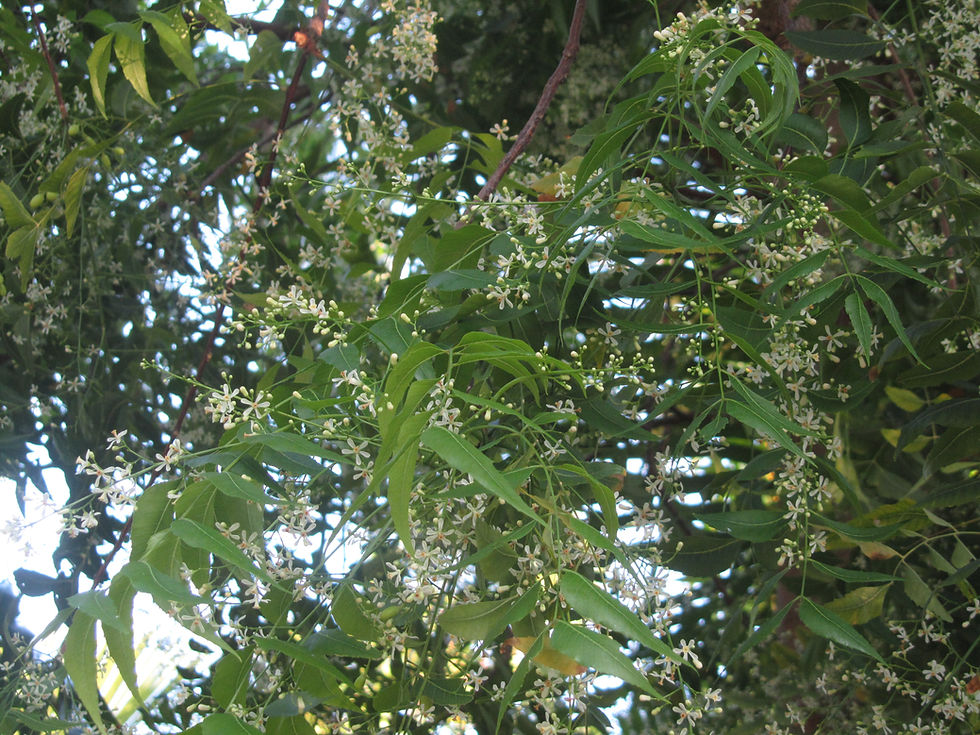 Azadirachta indica