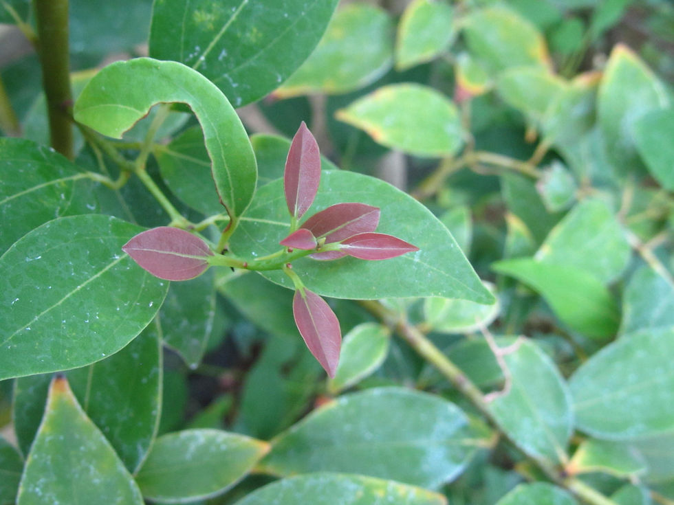 Cinnamomum tenuifolium