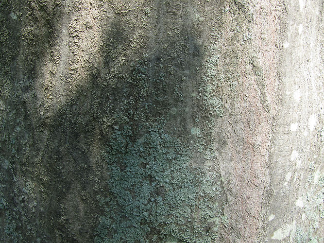 IMG_2203 (Populus tremuloides).jpg