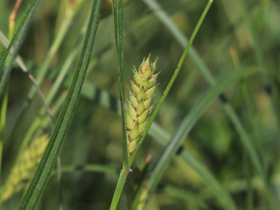 Carex hirta
