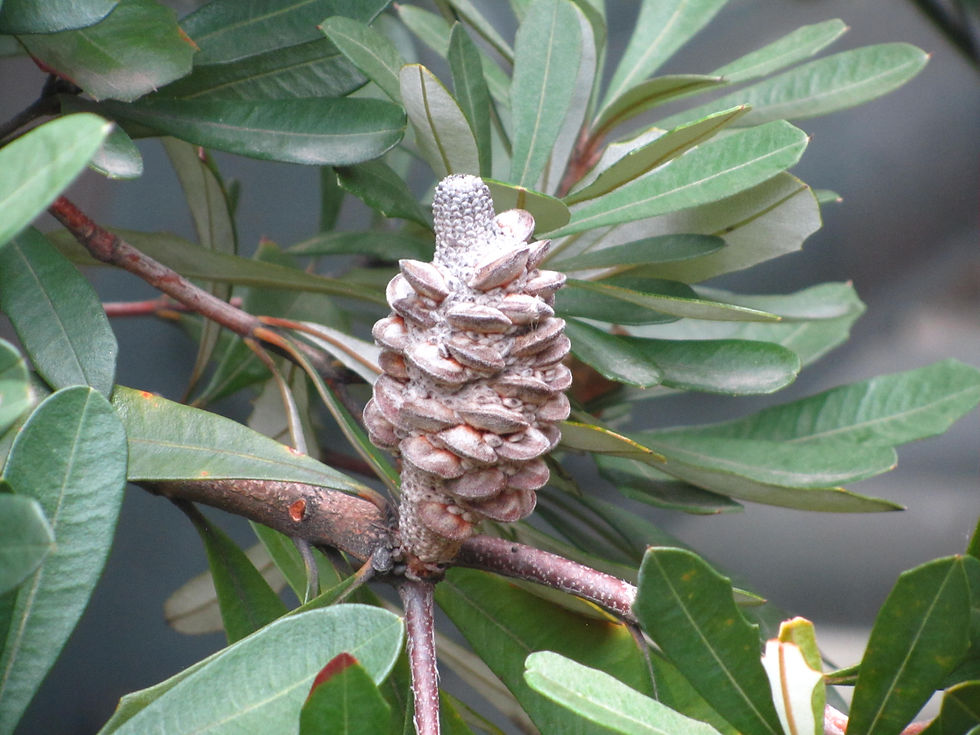 Banksia integrifolia