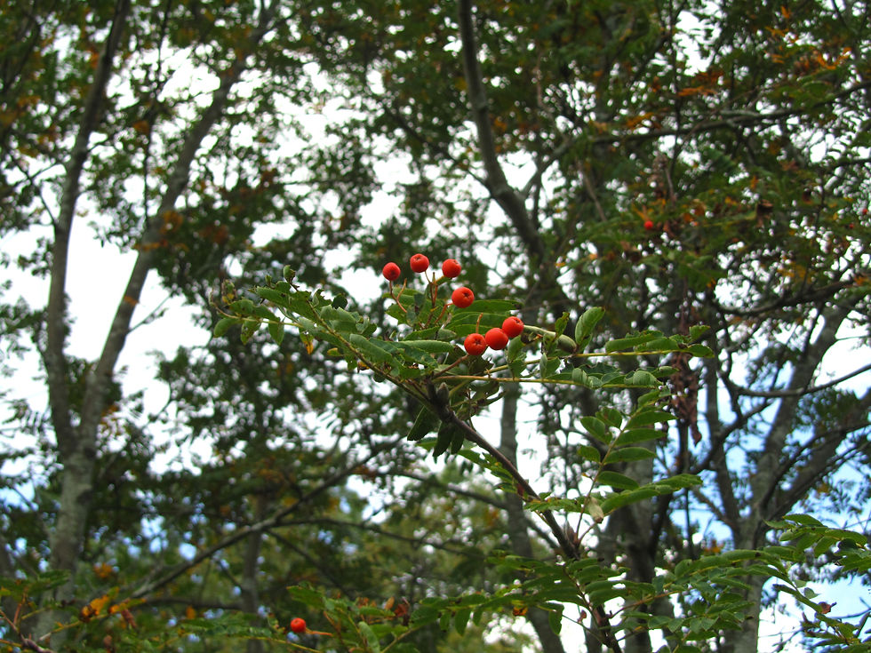 Sorbus hupehensis