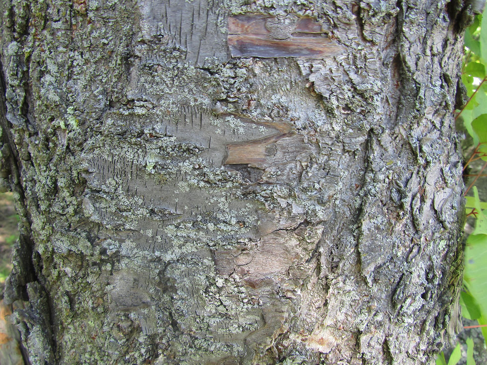 Prunus apetala