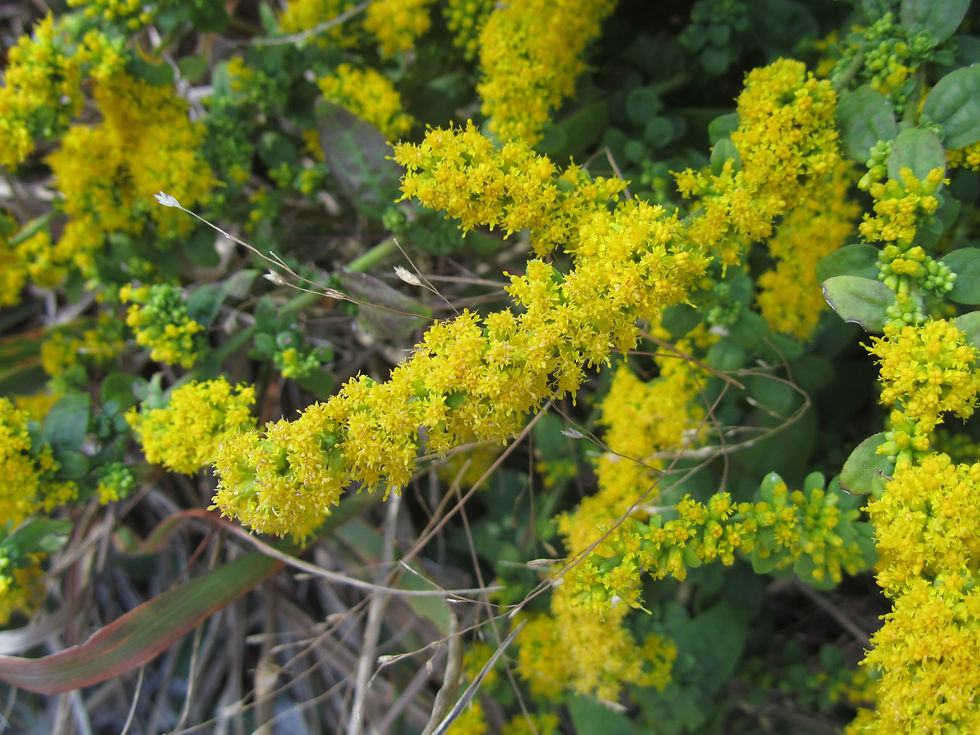 Solidago sphacelata 'Golden Fleece'