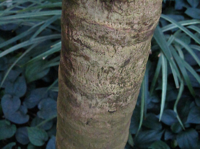 IMG_2203 (Populus tremuloides).jpg