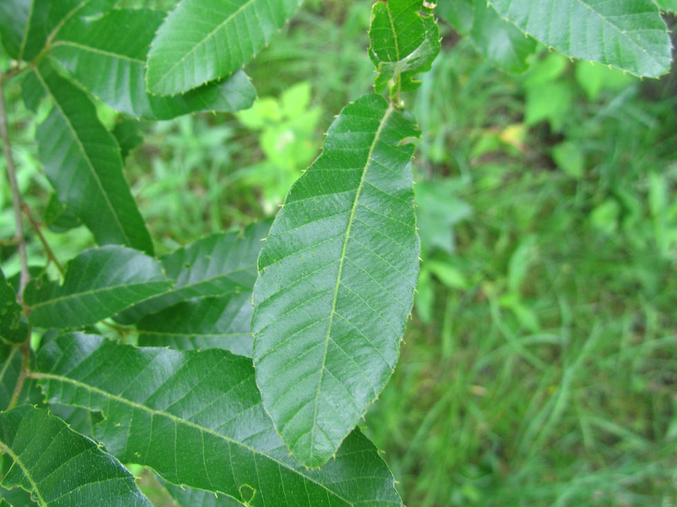 Quercus trojana