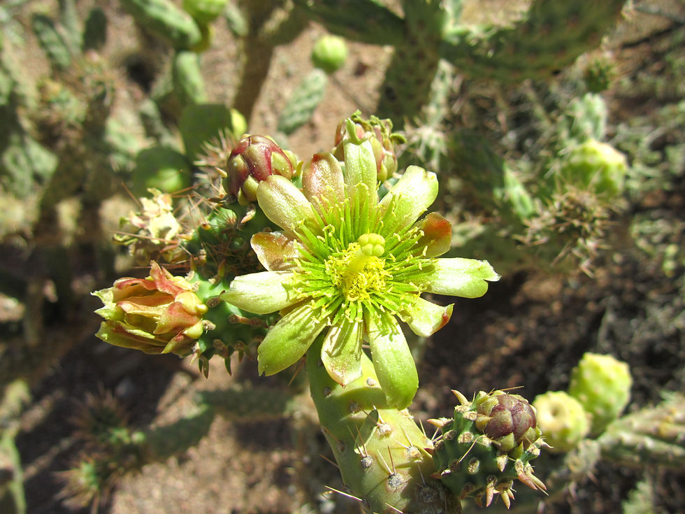 Cylindropuntia prolifera