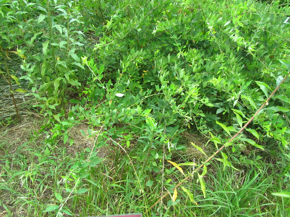 Lespedeza thunbergii