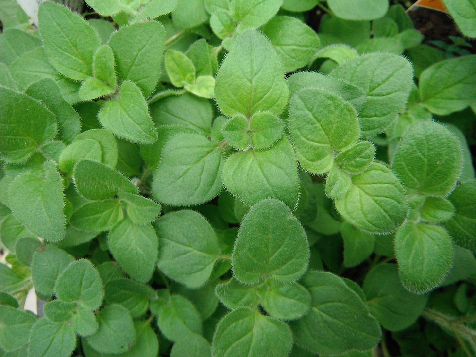 Origanum vulgare