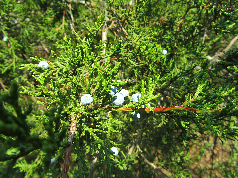 Juniperus ashei