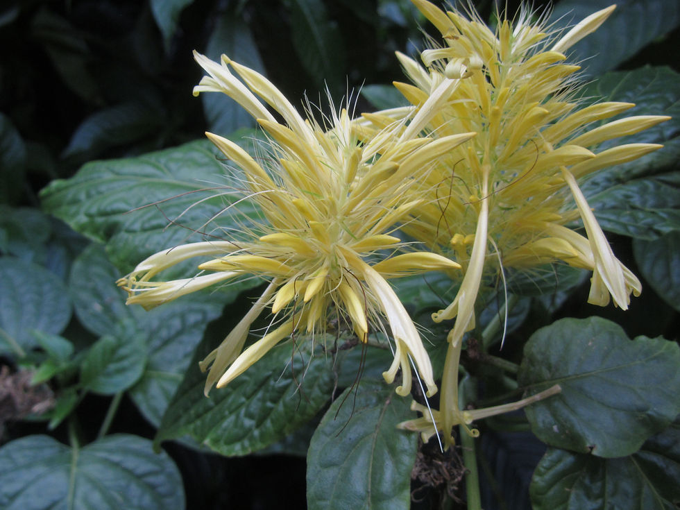 Schaueria calytricha
