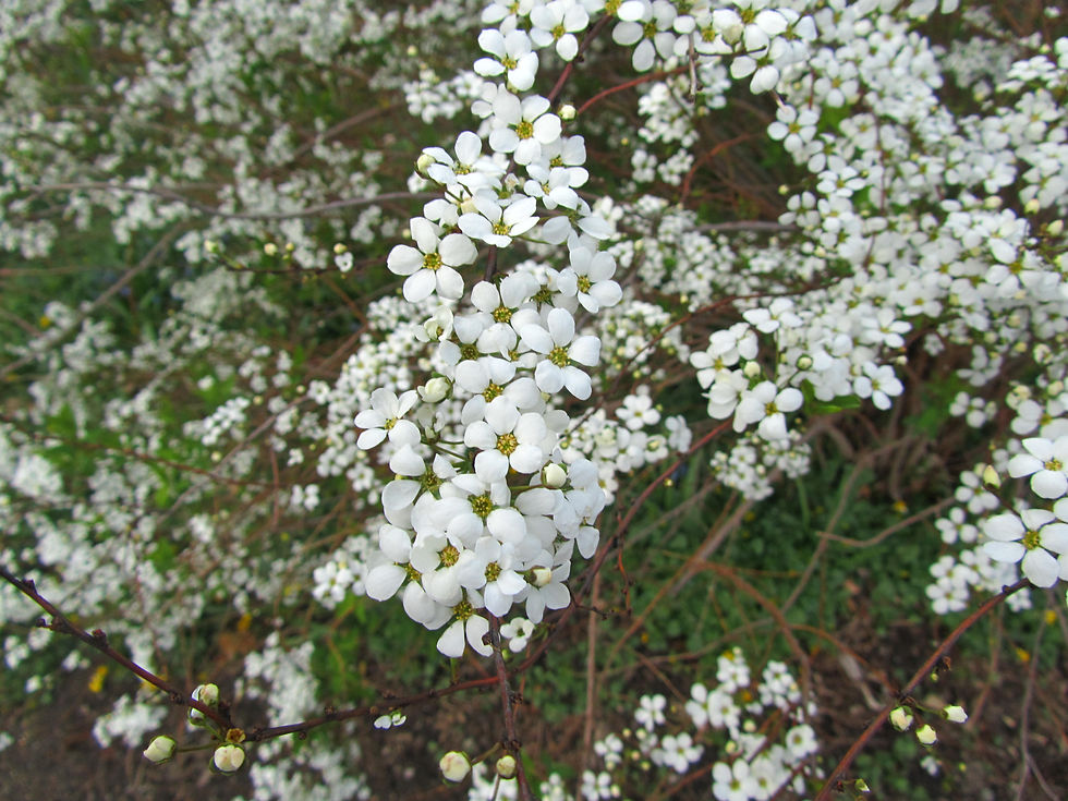 Spiraea prunifolia var. prunifolia