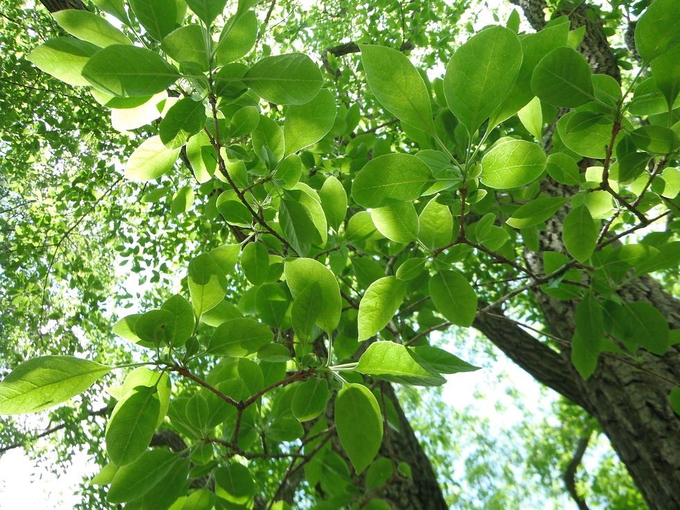 Chionanthus retusus