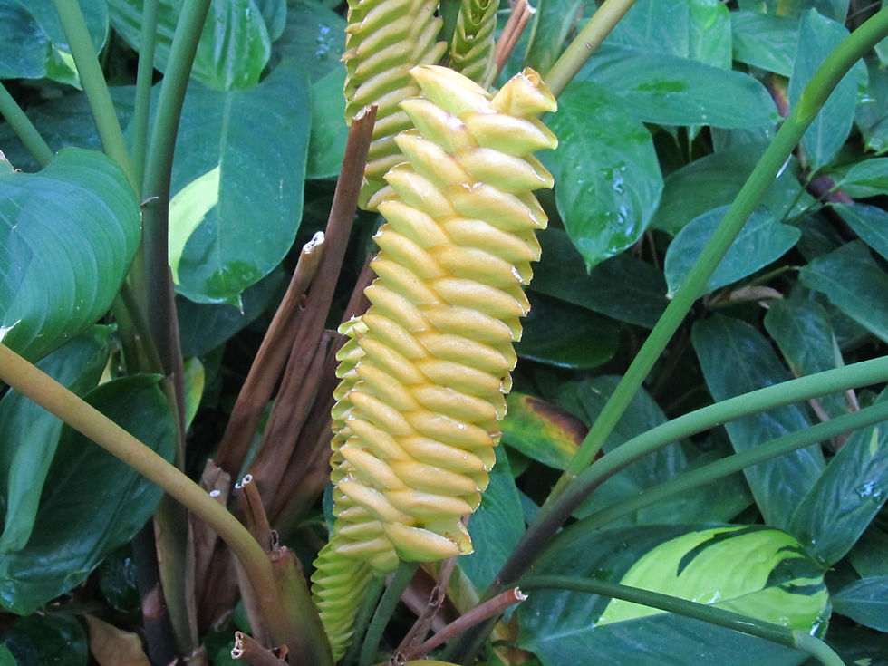 Calathea crotalifera