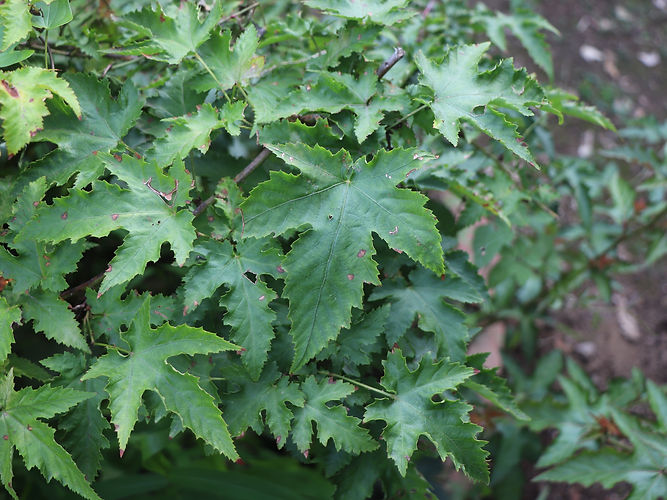 IMG_2203 (Populus tremuloides).jpg