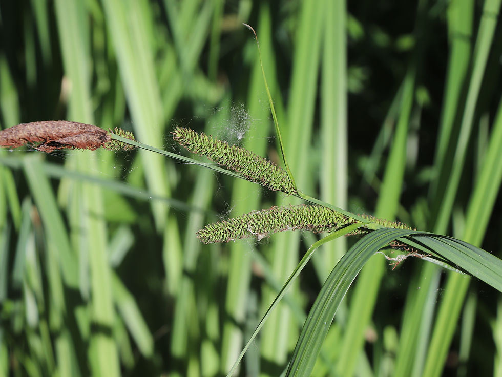 Carex acutiformis