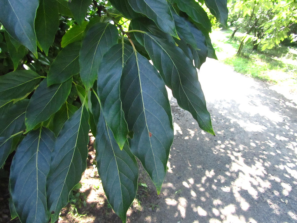Diospyros japonica