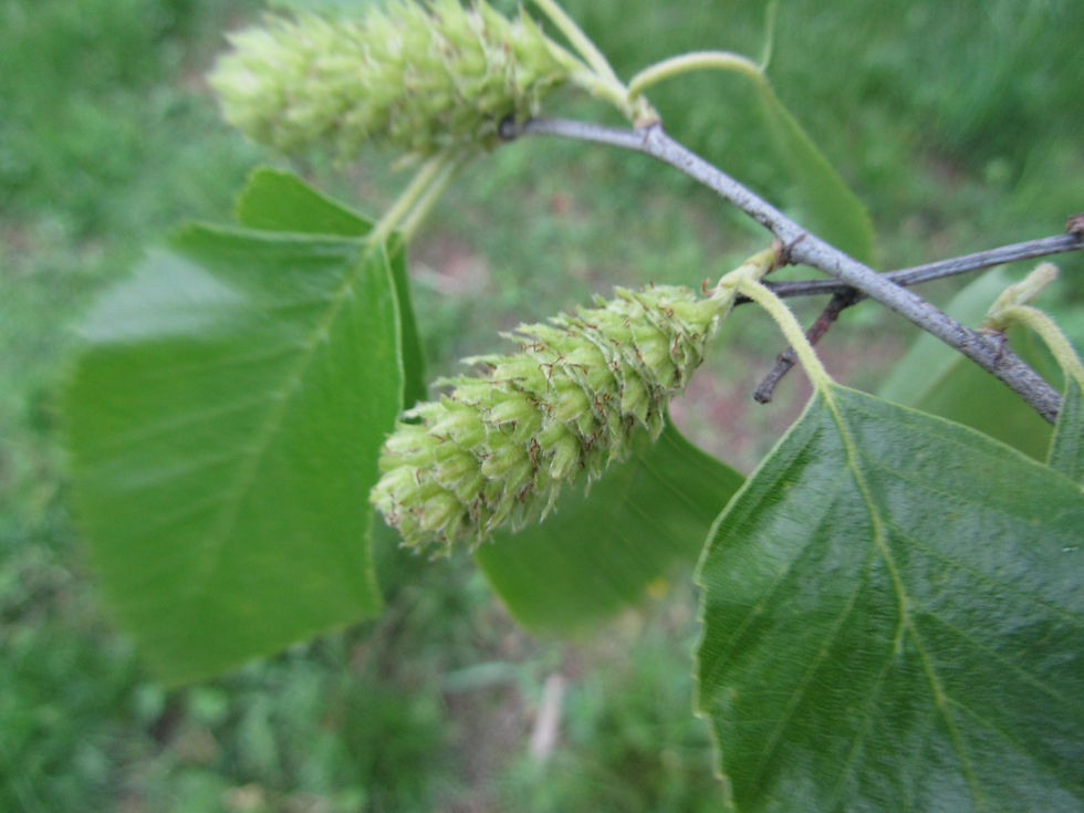 Betula nigra