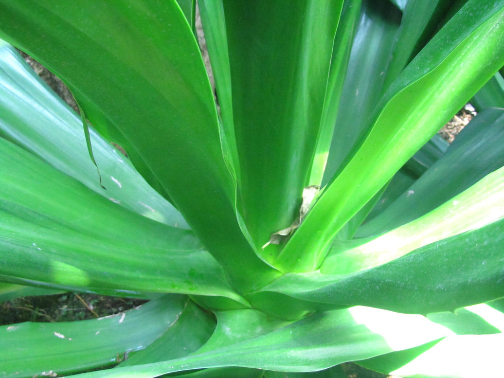 Furcraea foetida